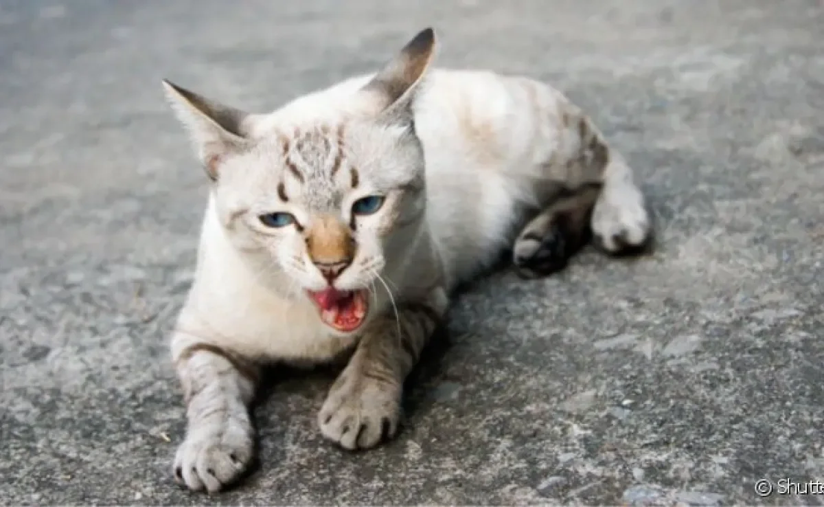 Gato com tosse seca ou com secreção é resultado de inflamações ou infecções no trato respiratório