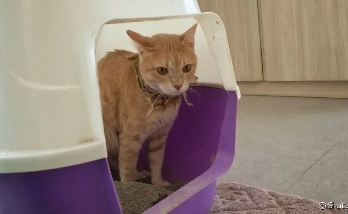 Gato evacuando sangue pode indicar desde vermes até tumores