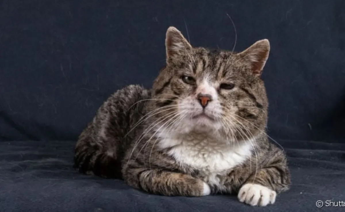O gato idoso começa essa fase aos sete anos, mas isso varia de acordo com a raça do gato e cuidados recebidos