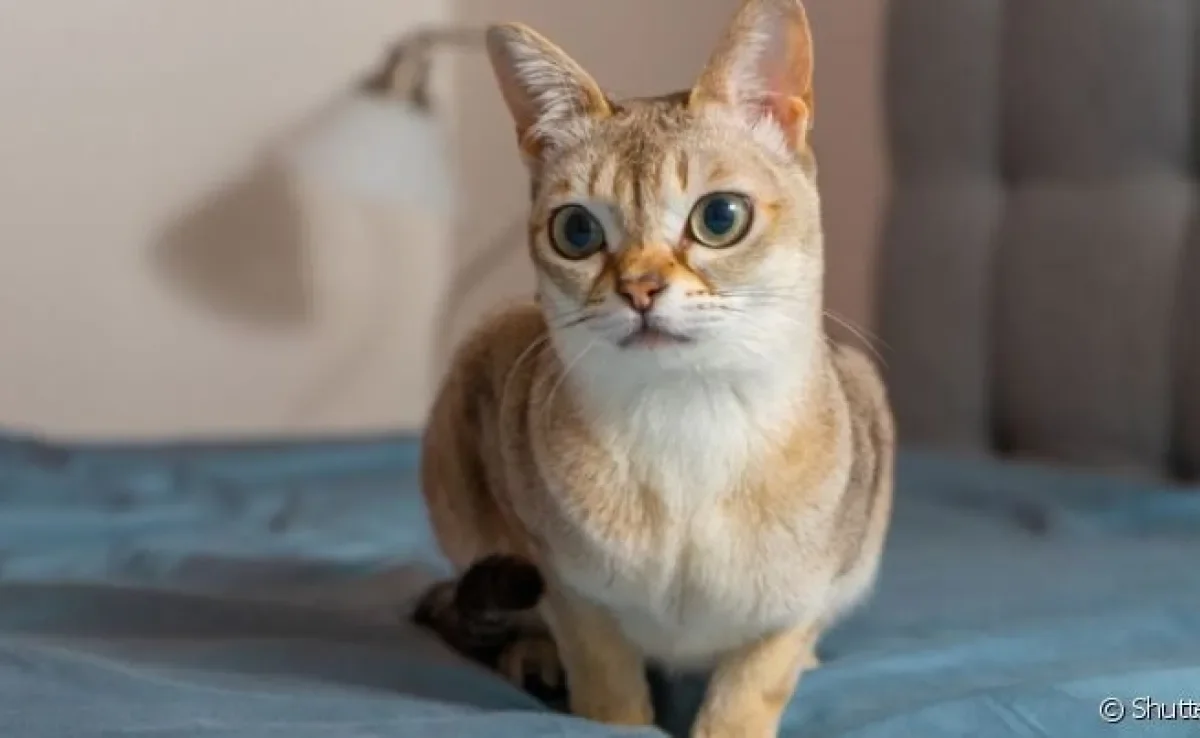 Gato Singapura: tamanho pequeno e pelagem são características que se sobressaem