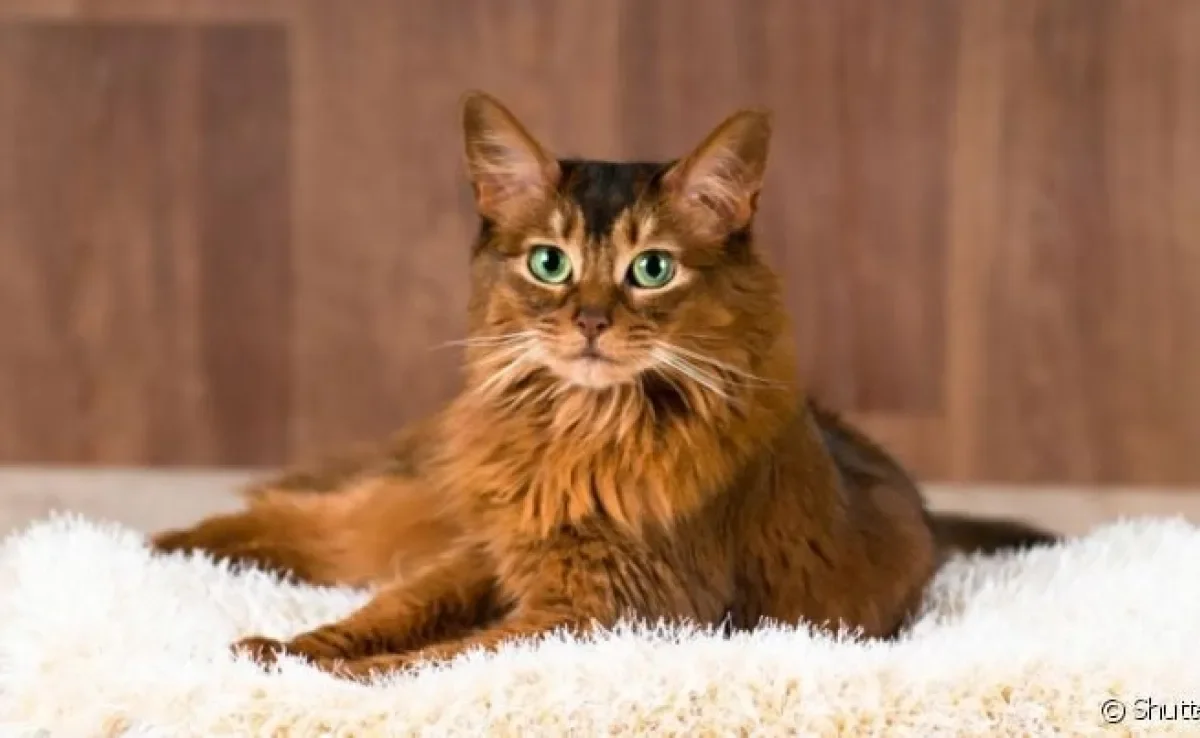 O gato Somali é uma versão do Abissínio com pelos longos