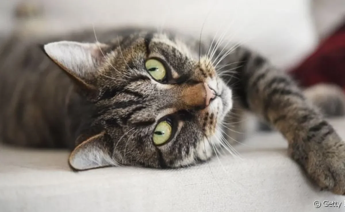  FIV: gatos sofrem de AIDS e essa doença abala todo o organismo do felino
