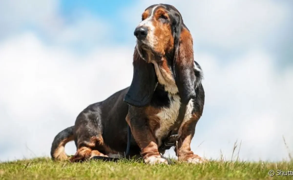 Cães do grupo Hound, como o Basset, são conhecidos por sua poderosa capacidade farejodora