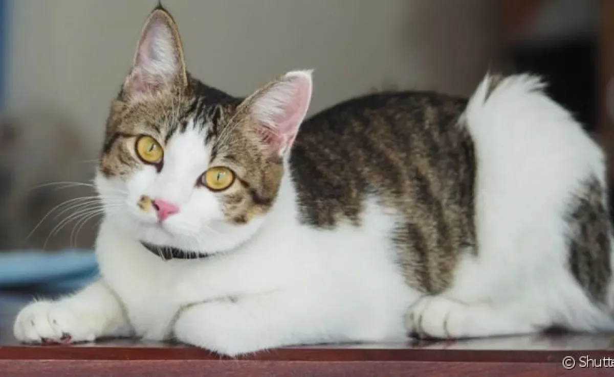 A FeLV, conhecida como leucemia felina, é uma doença grave que afeta o sistema imunológico do animal