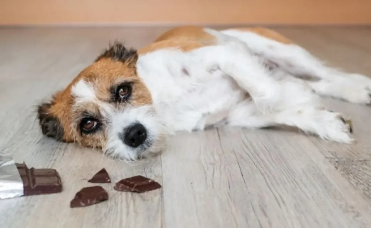 Cachorro não pode comer chocolate por causa das substâncias tóxicas presentes no alimento