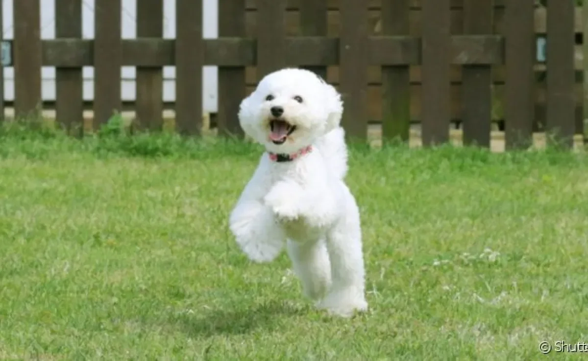 Nomes para cachorros toy podem fazer referência ao tamanho do pet