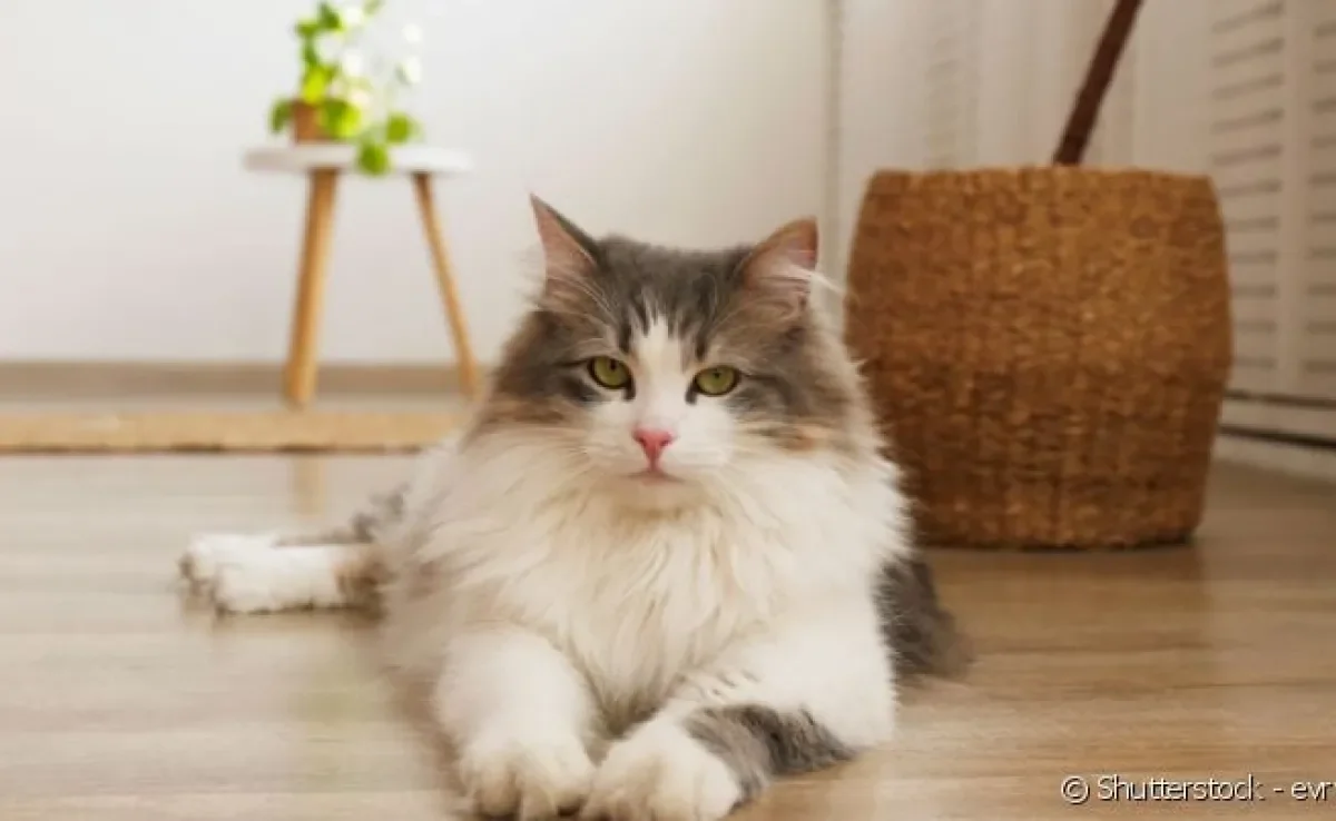 Escolha entre 100 opções de nomes para gatos gigantes, fêmeas e machos.