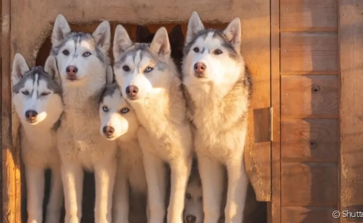 Uma matilha é um conjunto de cães que vivem juntos