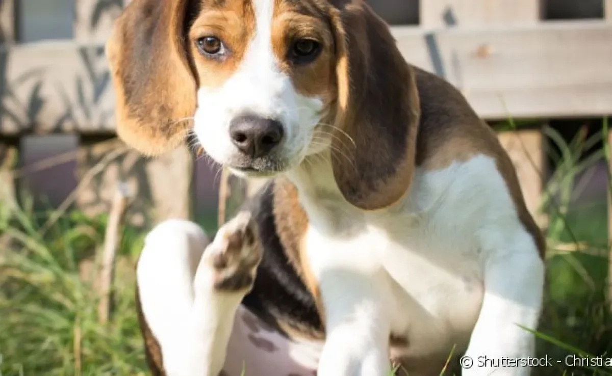 Existem diferentes causas para a coceira na orelha do cachorro.