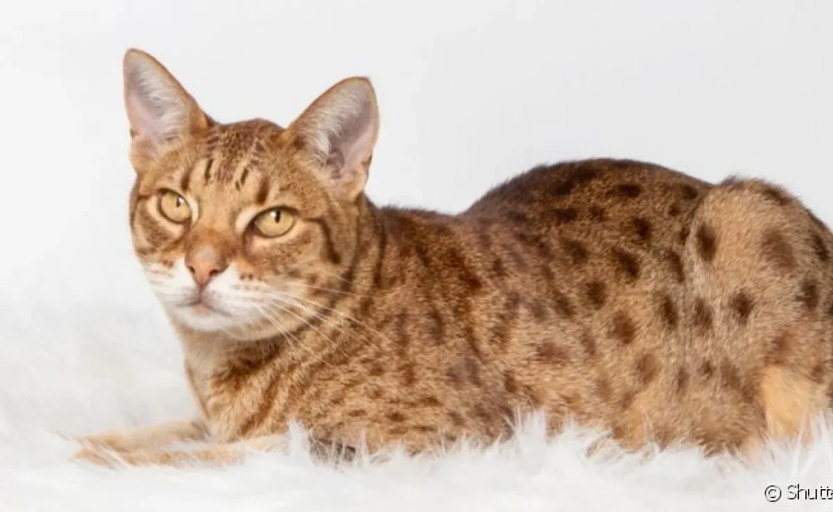 A raça Ocicat foi criada para unir características de gatos domésticos e selvagens