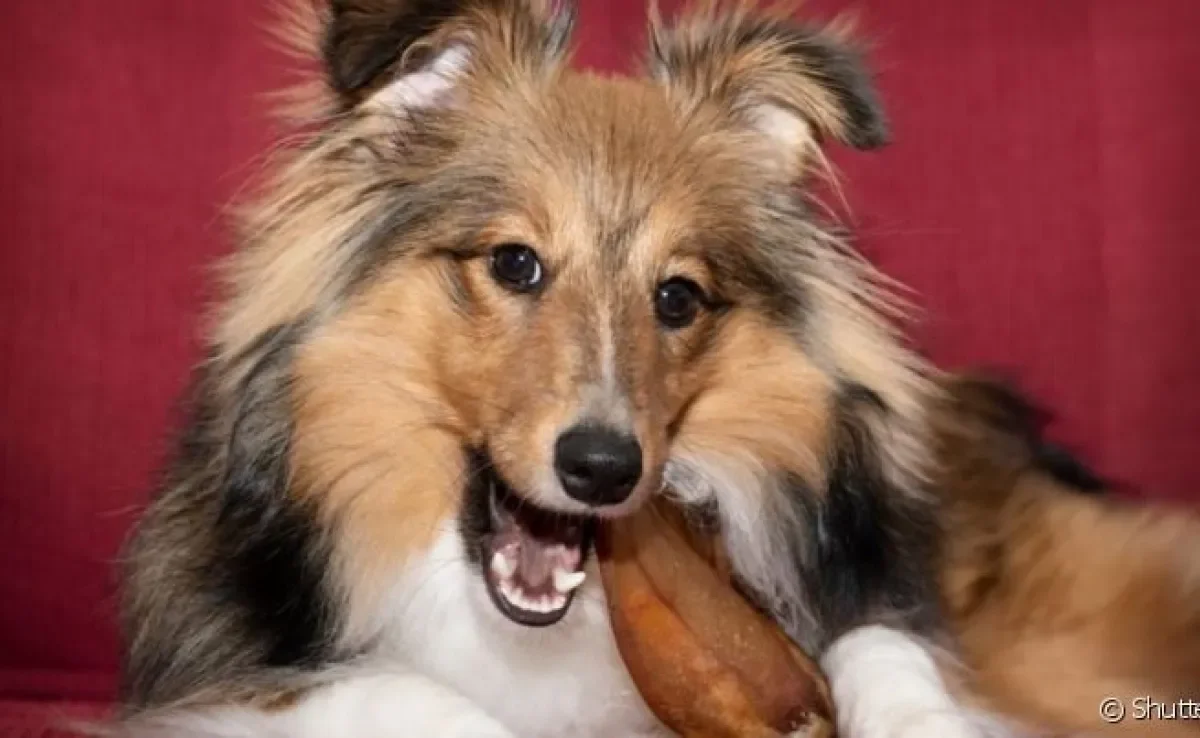  A orelha de porco para cachorro é um ótimo petisco natural para o pet