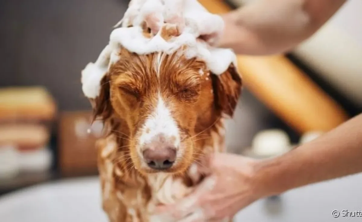 Descubra se pode dar banho em cachorro com sabonete humano e os cuidados mais importantes 