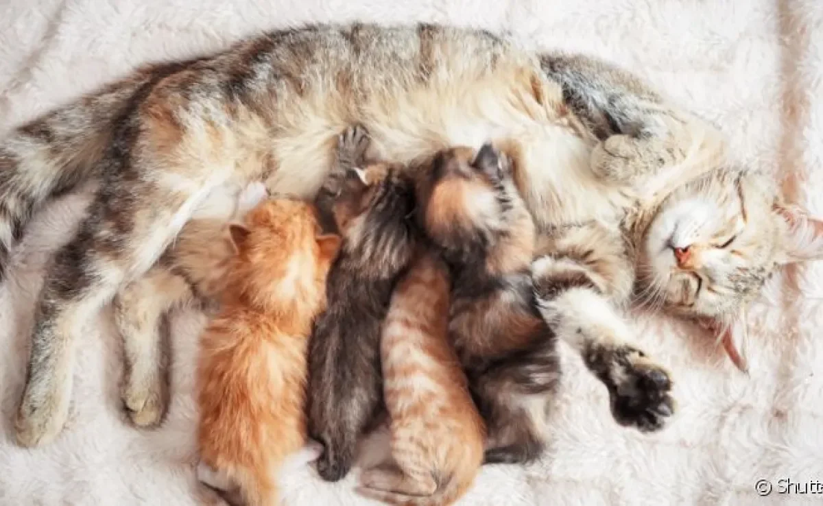  A injeção no gato amamentando coloca em risco a saúde dos filhotes 