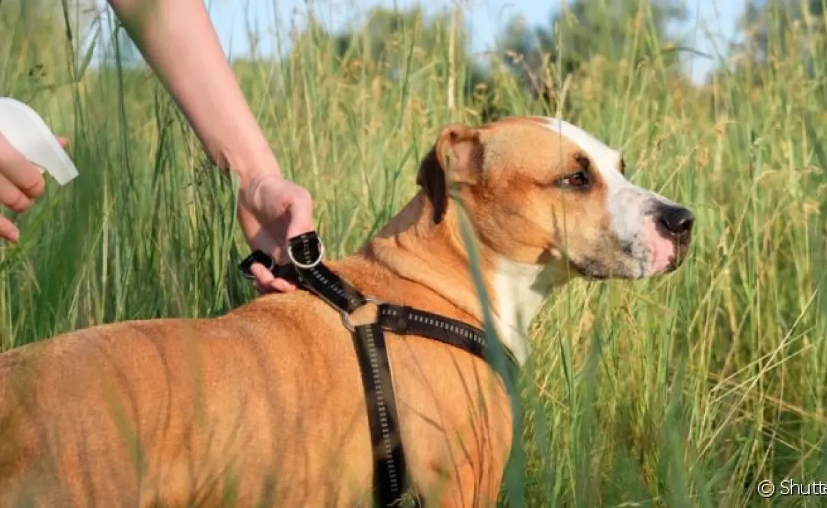 O repelente para cachorro deve ser próprio para pets, mas é importante combinar outras formas de proteção