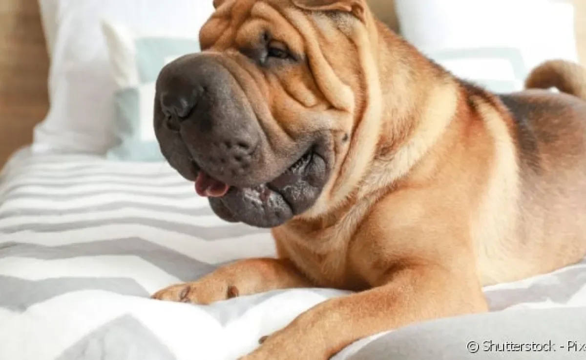 Cães com focinho achatado e dobrinhas na face são fofos, mas precisam de cuidados especiais.