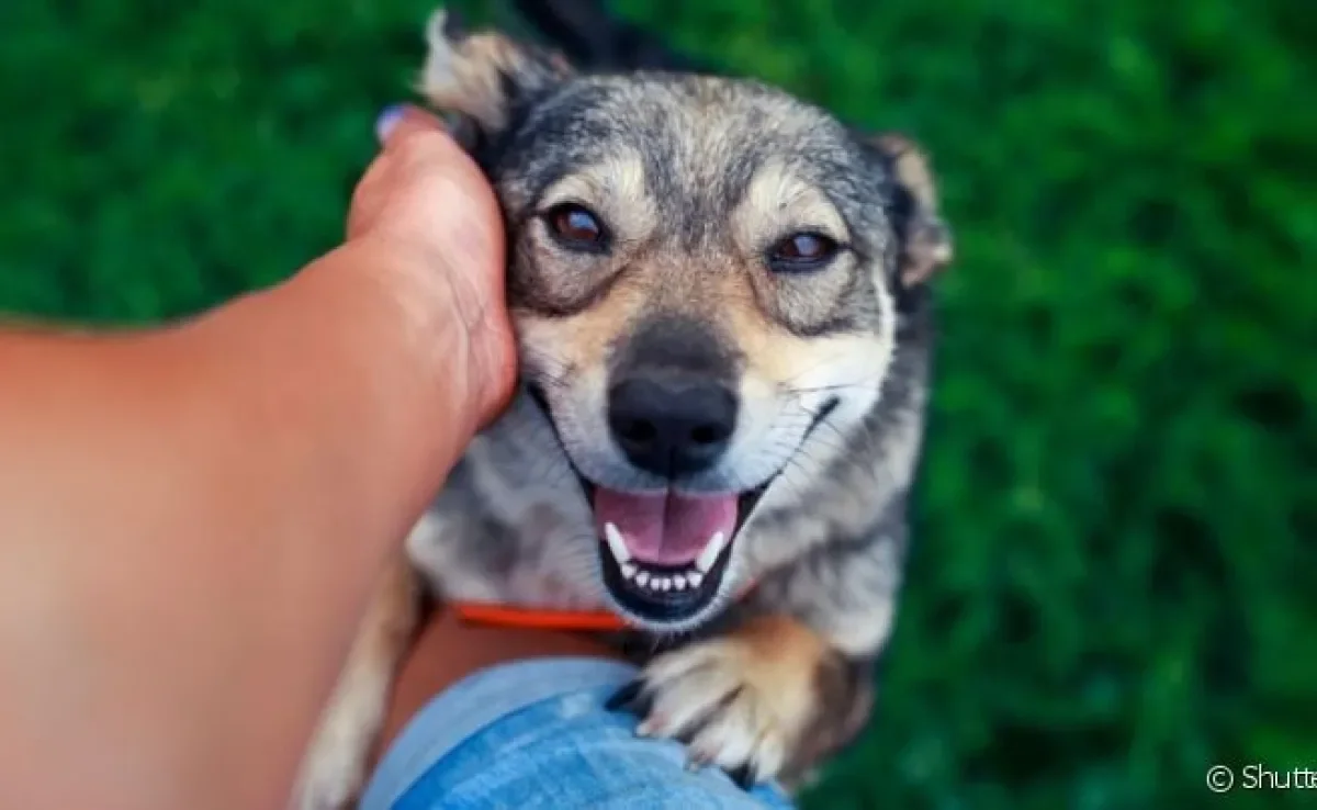 Um dos motivos de cachorro gostar de carinho é a sensação de bem-estar