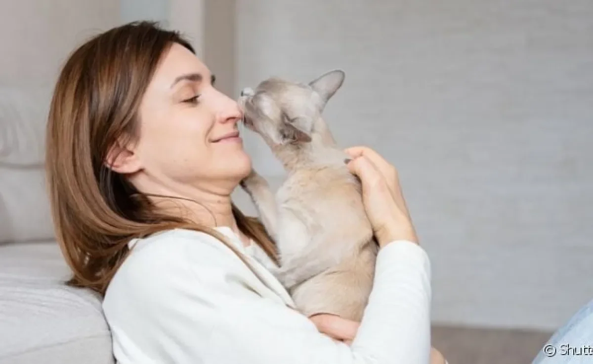 O gato lambe o dono para demonstrar sentimentos