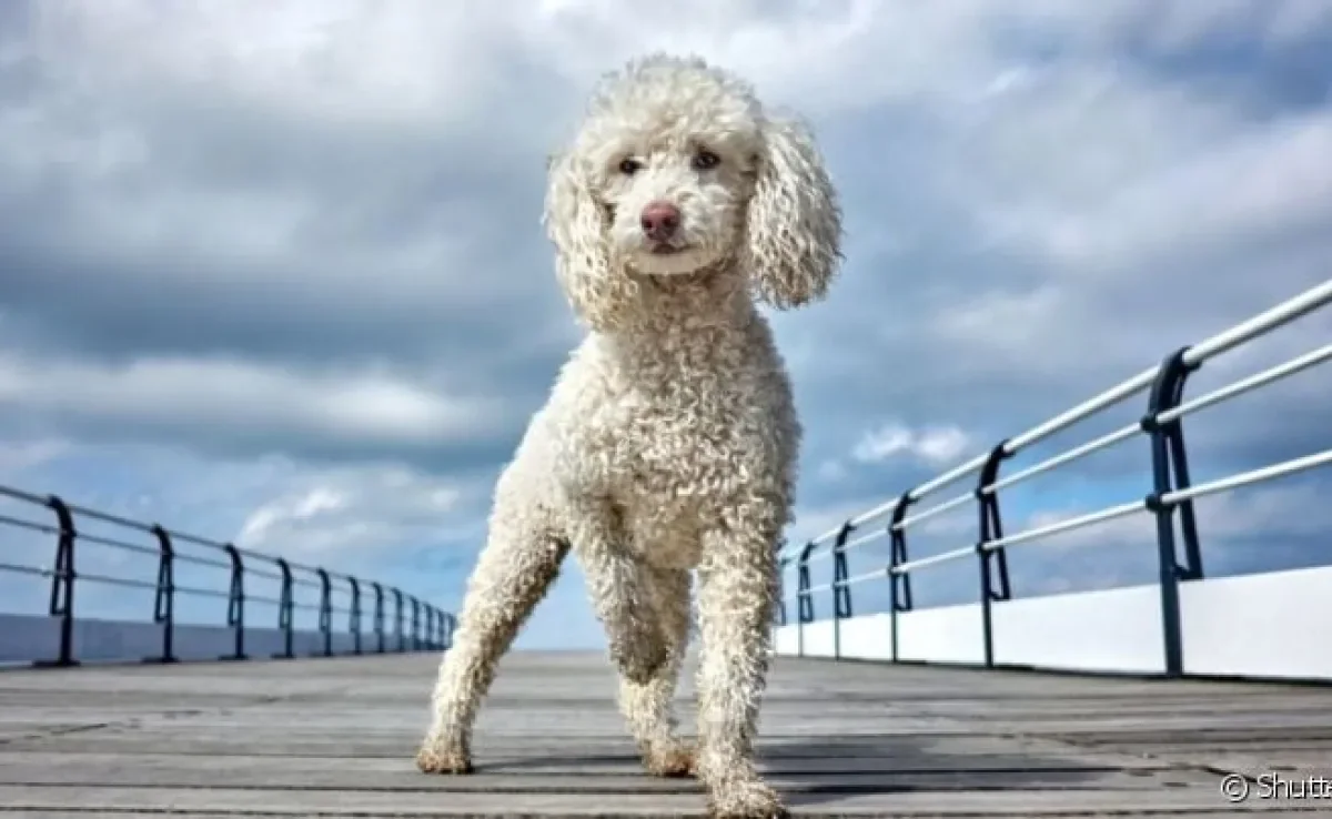 Um cachorro que não solta pelo é indicado para pessoas com tendências alérgicas