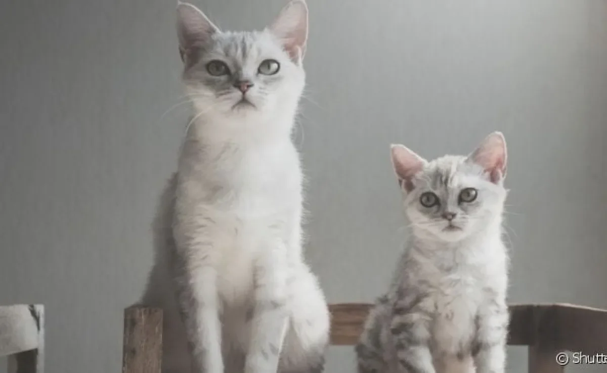  As fases do ciclo de vida do gato são marcadas por mudanças físicas e comportamentais 