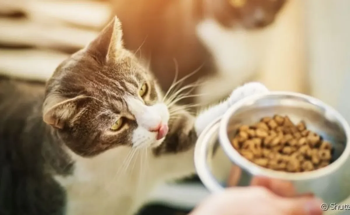 O melhor comedouro para gatos é aquele que atende todas as necessidades do seu pet