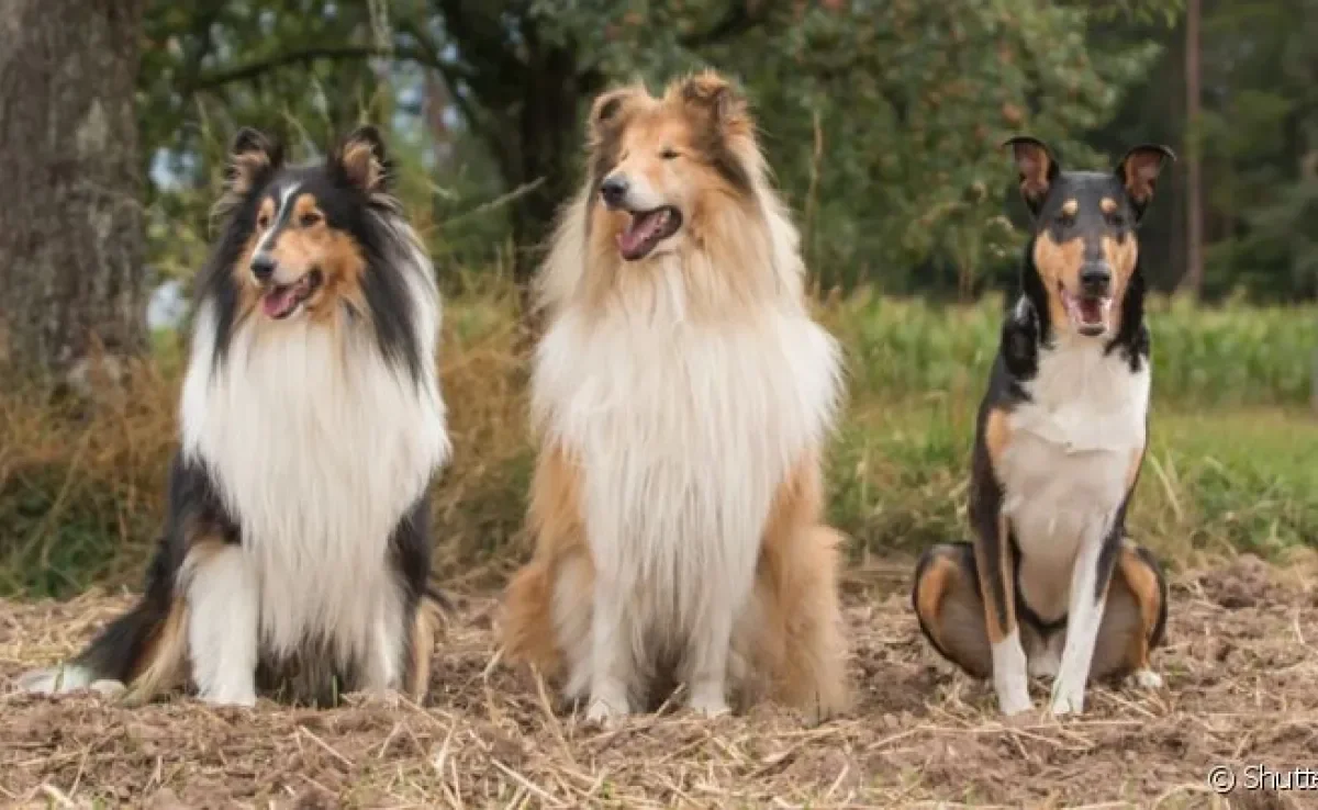  Rough Collie é um tipo de Collie que ganhou fama nos anos 90 com o filme Lassie