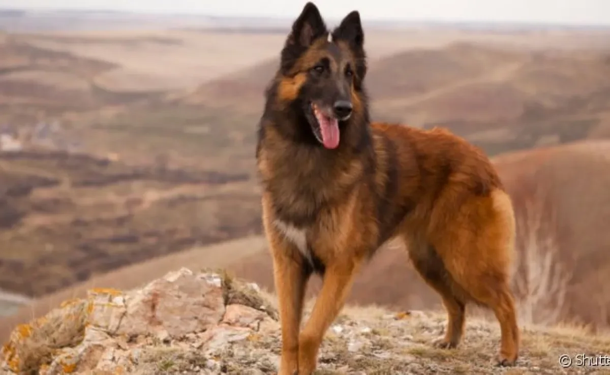 Toda raça de cachorro grande e peludo requer cuidados especiais com a pelagem, como é o caso do Pastor Belga