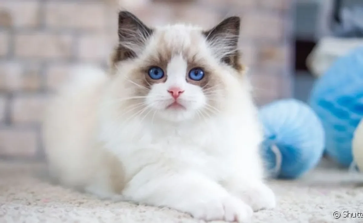 Gato Ragdoll: tamanho gigante se sobressai