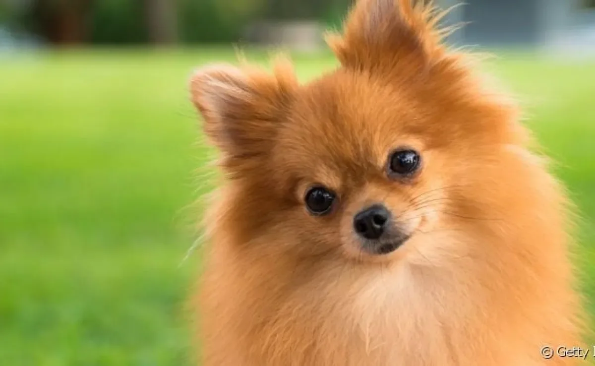 Os nomes para Lulu da Pomerânia fêmea podem ser chiques, simples ou engraçados