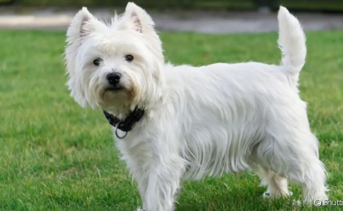 O útero de cadela tem diversas funções relacionadas ao sistema reproodutor canino