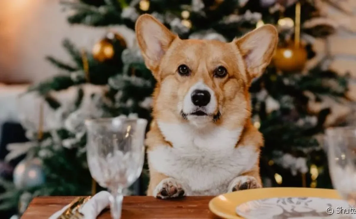 Na ceia de Natal, cachorro não pode comer tudo que ver pela frente ou pode passar mal