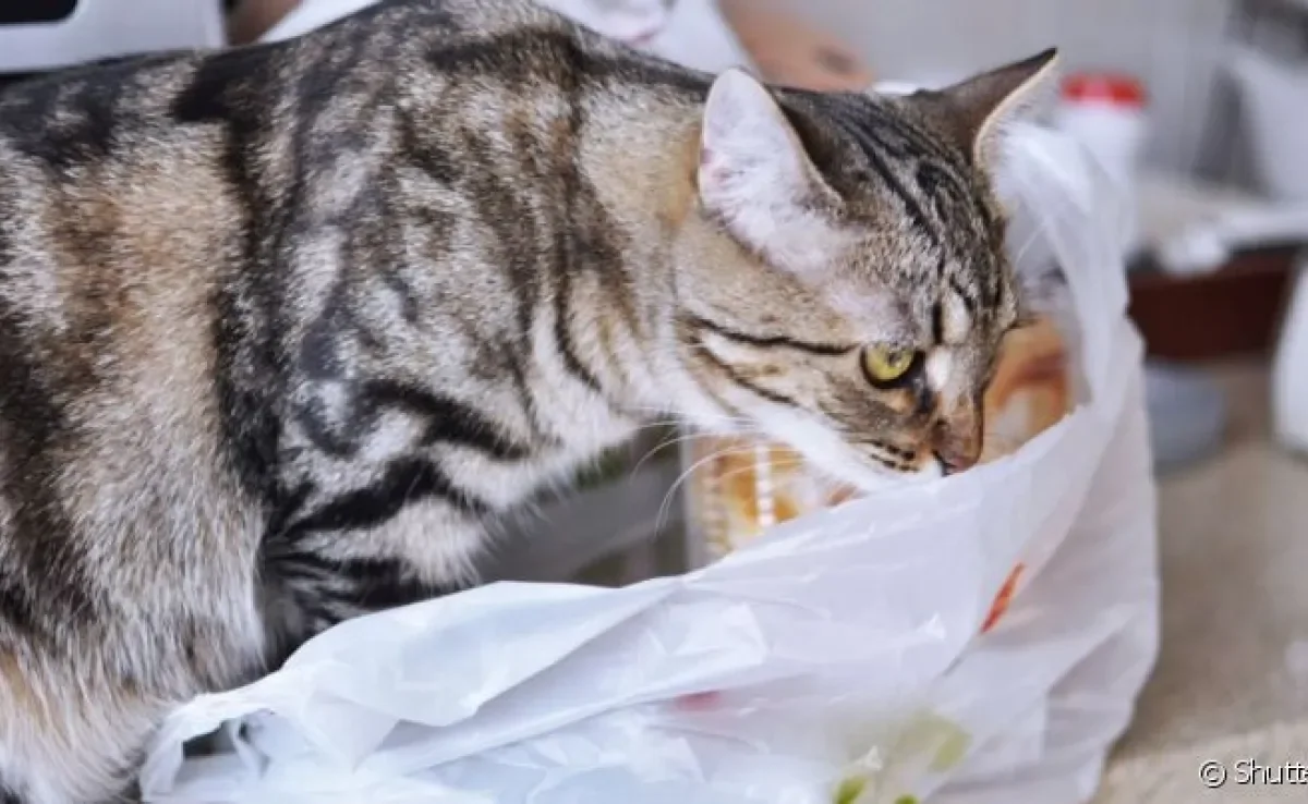 A alotriofagia é o ato de comer objetos não digestíveis, como o plástico 