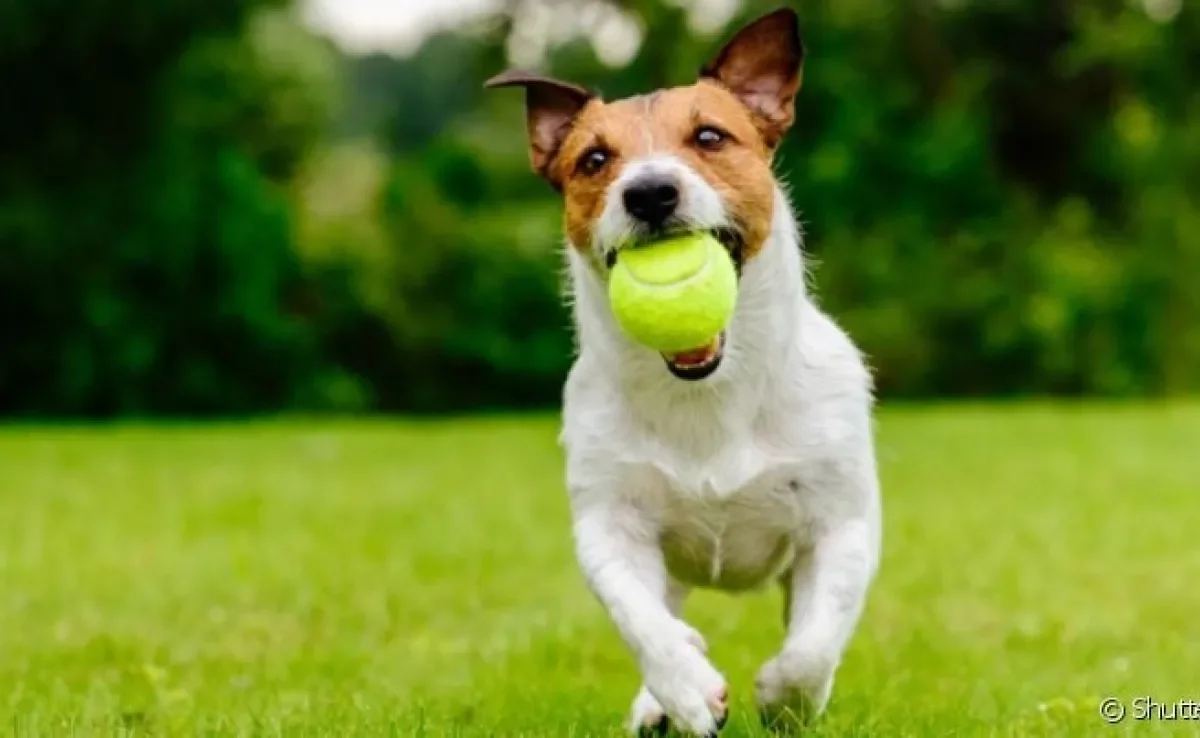 A bola de tênis para cachorro é mais resistente, mas é preciso ter atenção ao seu material