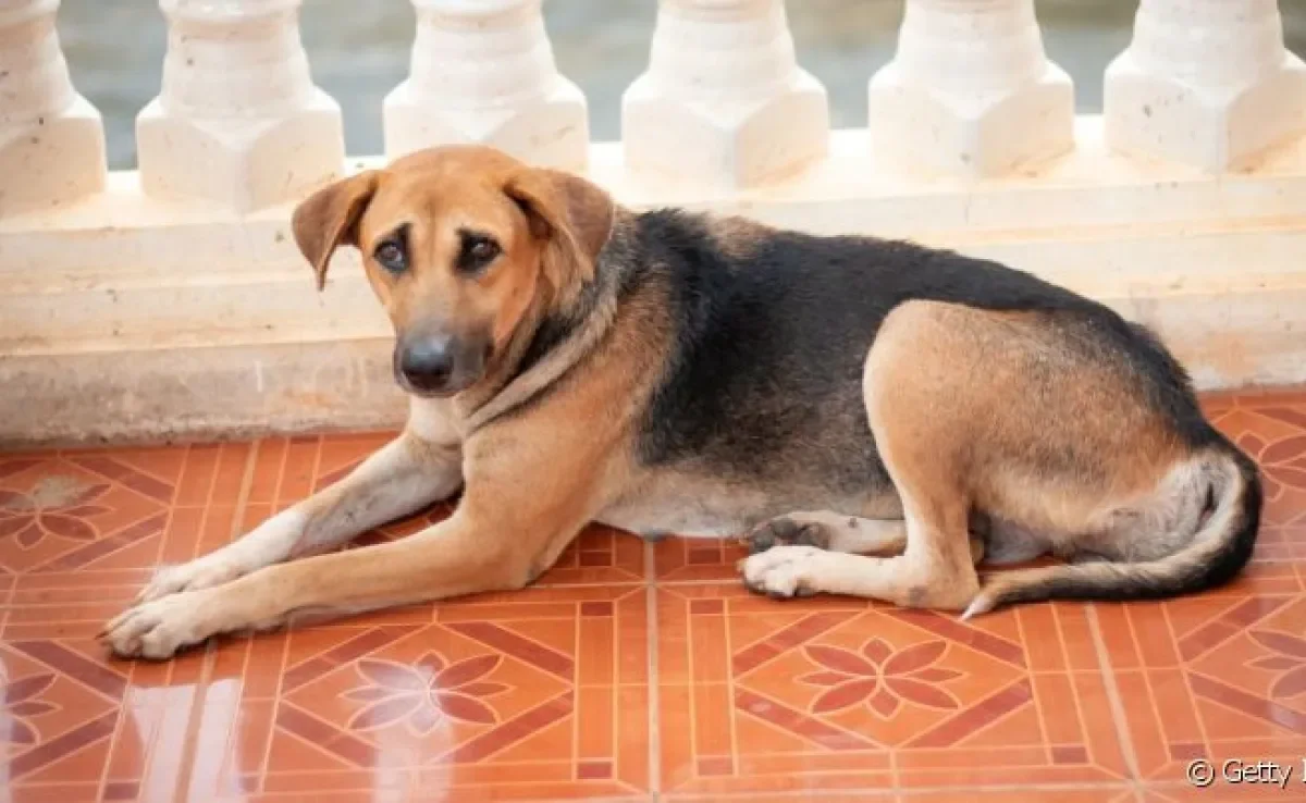 O cachorro arrastando bunda no chão pode indicar alguns problemas de saúde