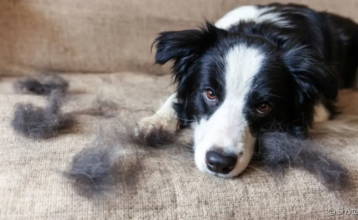 O tratamento de um cachorro com caspa e pelo caindo vai depender da causa