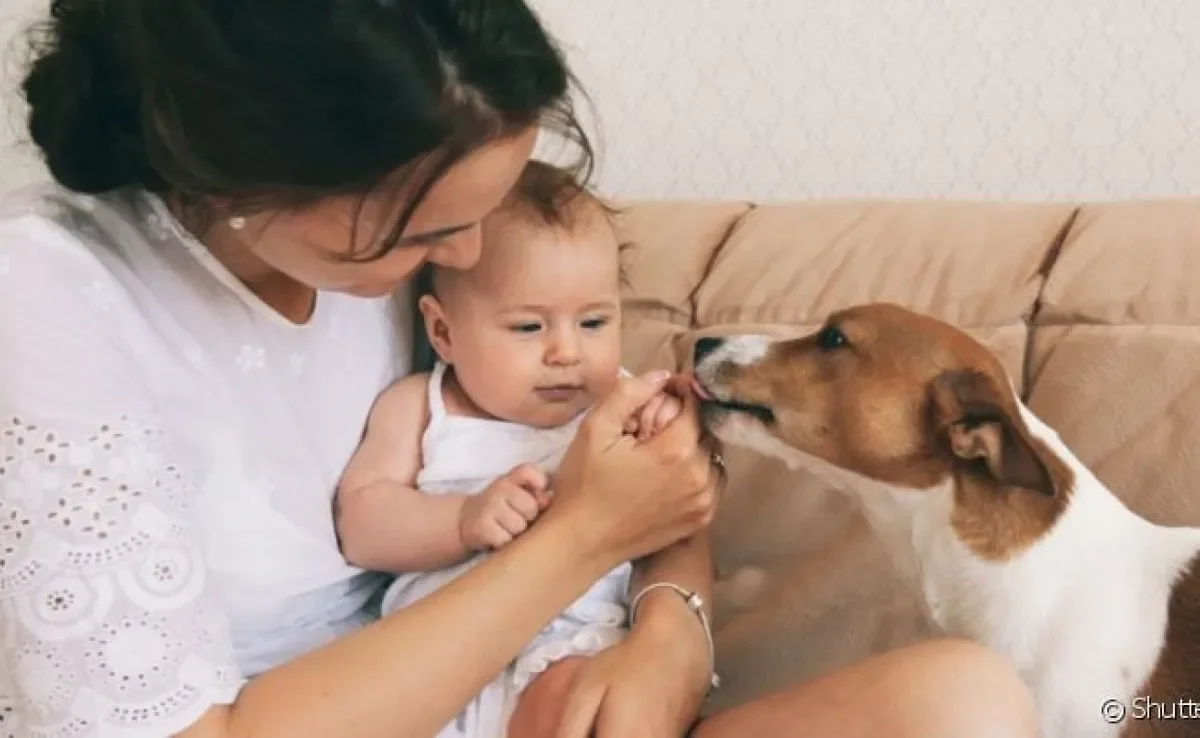 O cachorro com ciúmes de uma criança ou bebê recém-chegado precisa se acostumar com o novo membro da família