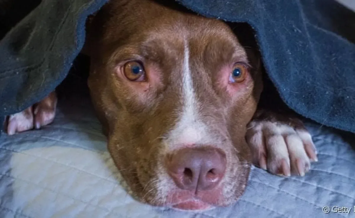  Cachorro com medo de fogos sofre muito com toda essa barulheira. 