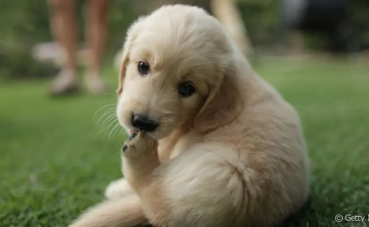 O cachorro lambendo ferida pode trazer problemas de saúde para o animal