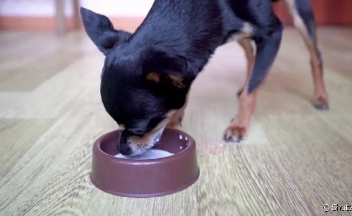Pode dar leite para cachorro? Entenda o que a bebida causa no animal