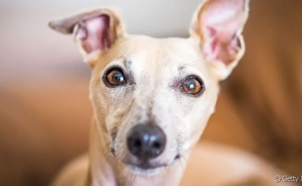 O cachorro surdo pode nascer com a condição em caso de degeneração hereditária