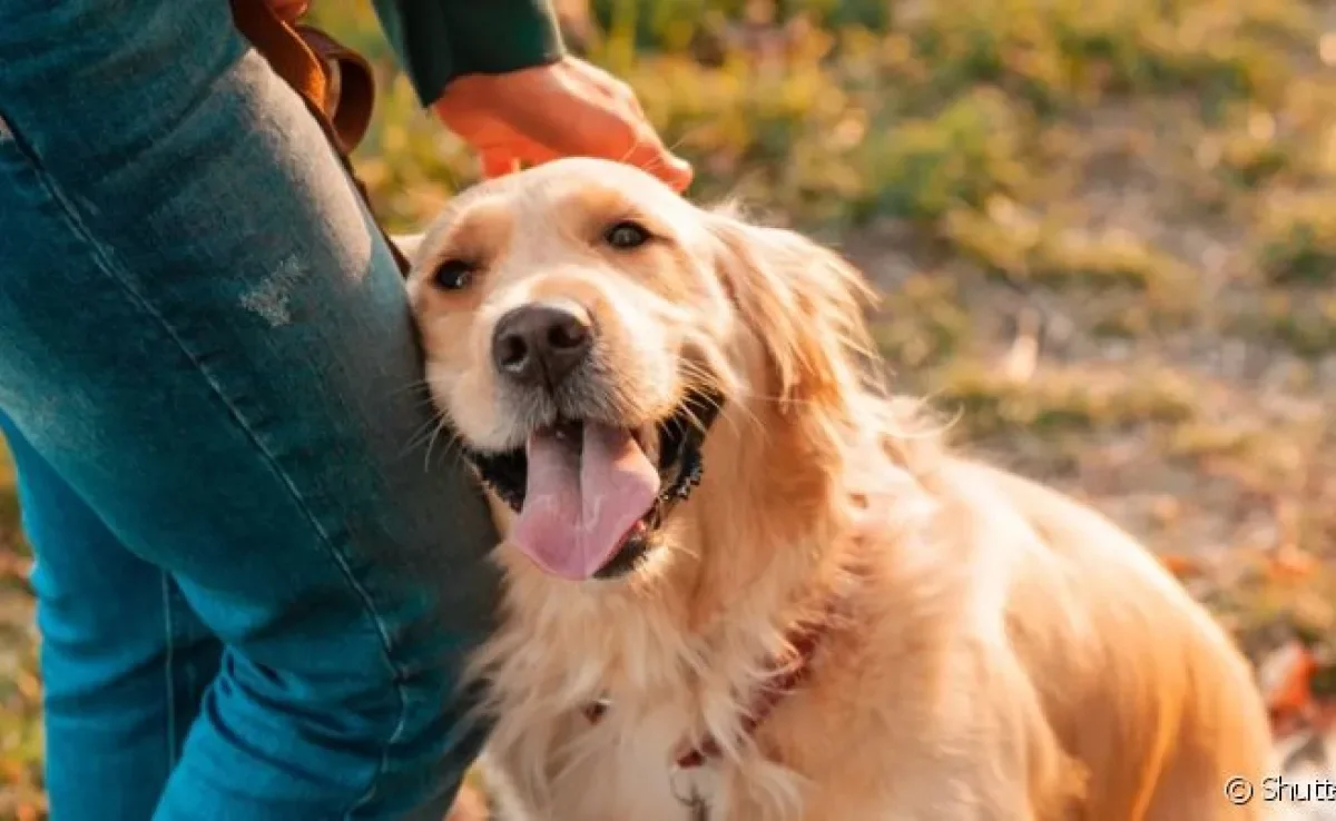 Cachorro de suporte emocional: do Golden Retriever ao vira-lata, saiba quais são as raças indicadas
