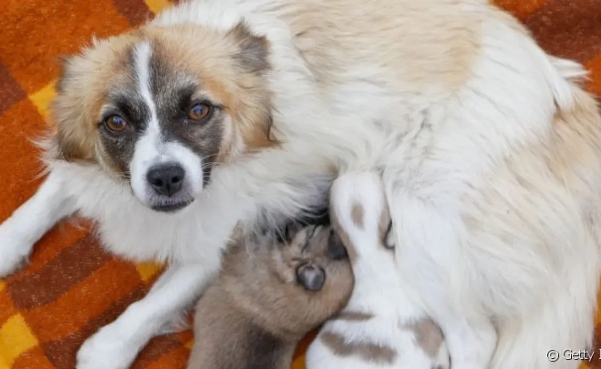  Cálcio para cadela amamentando é realmente necessário? Nutróloga veterinária responde a essa e outras perguntas! 