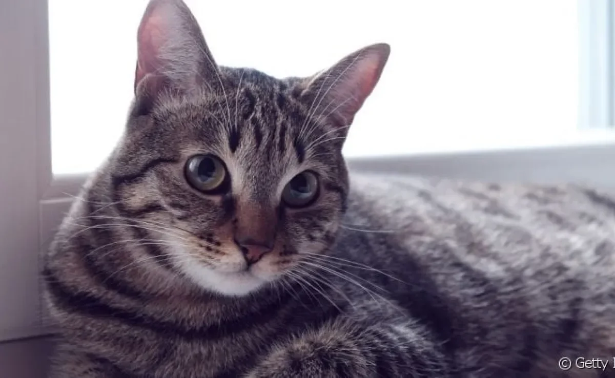  Teste rápido de FIV e FeLV responde em minutos se o gato é positivo. 