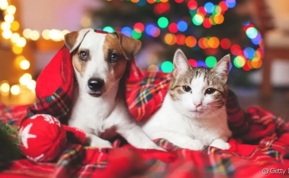  Um gato ou cachorro fugindo de casa é mais comum nessa época, então tenha cautela!