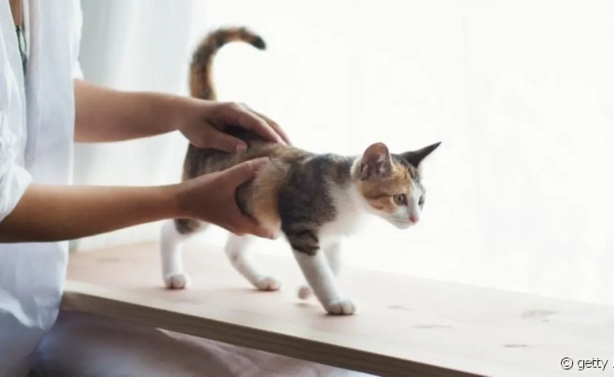 Segurar um gato do jeito certo pode evitar acidentes graves