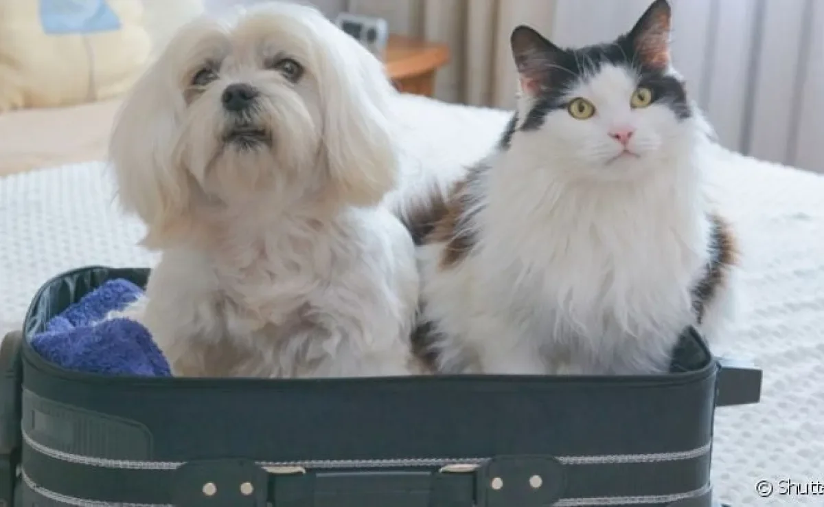 O certificado zoosanitário internacional (czi) deve ser emitido para os pets viajarem para fora do país