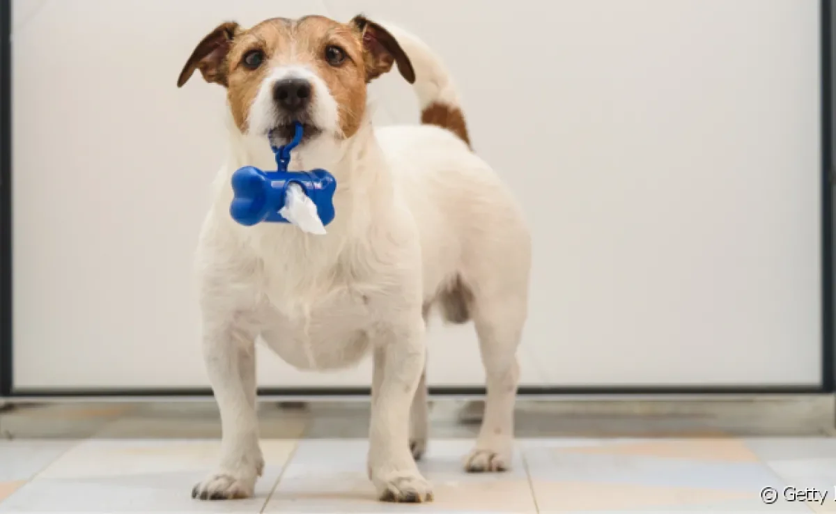  A coprofagia em cães incomoda os tutores e faz mal para a saúde do animal