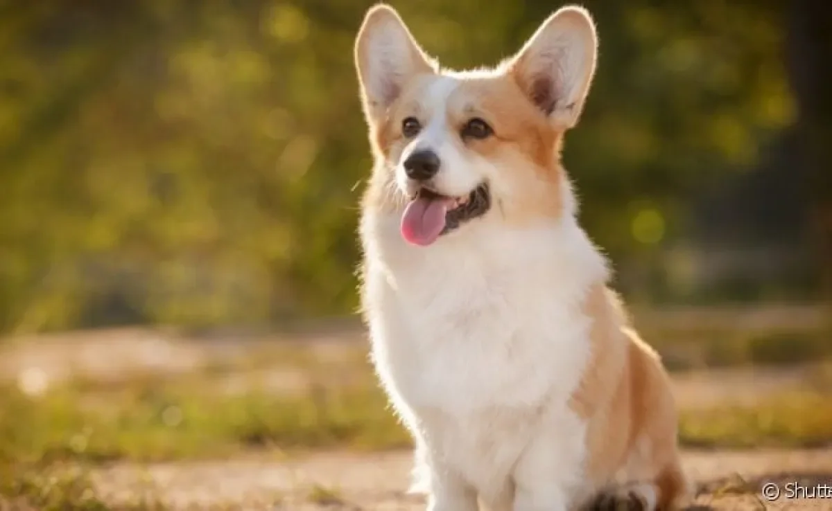 Pembroke Welsh Corgi e Cardigan Welsh Corgi são as duas variações de Corgi que existem