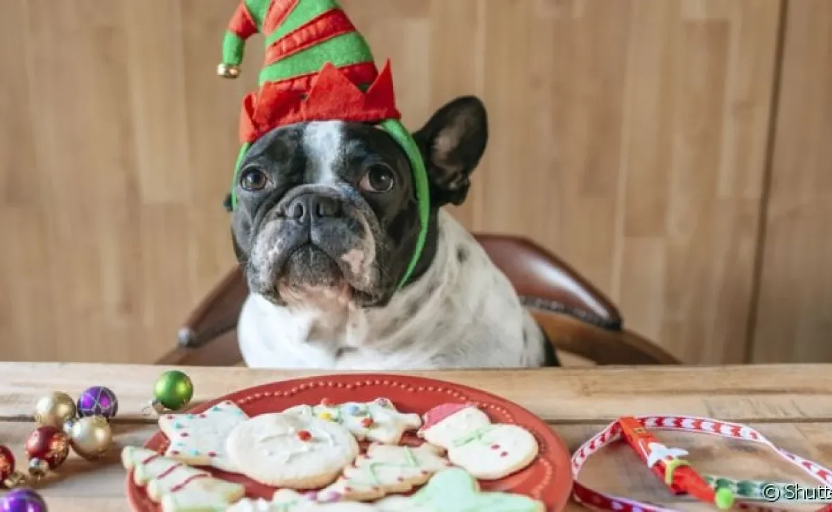 A ceia de natal canina deve ser preparada com cuidado extra para raças com predisposição à obesidade