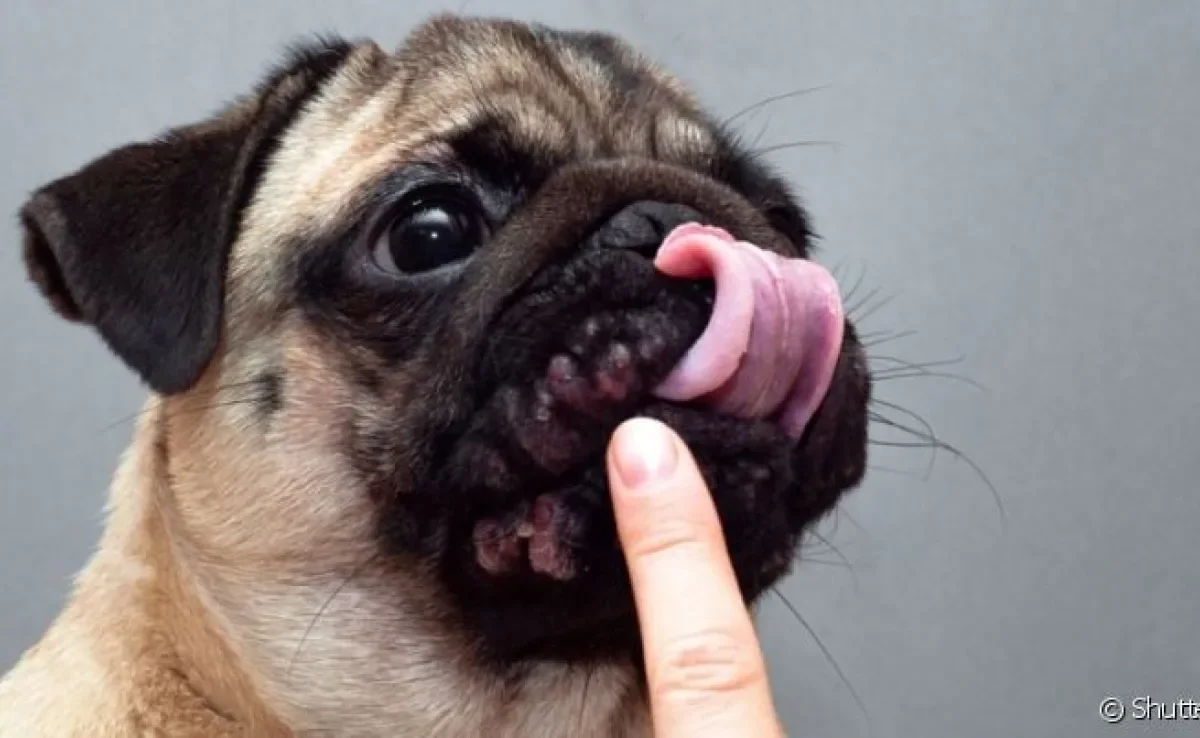 A dermatite em Pug é comum porque as rugas propiciam o acúmulo de sujeira e umidade