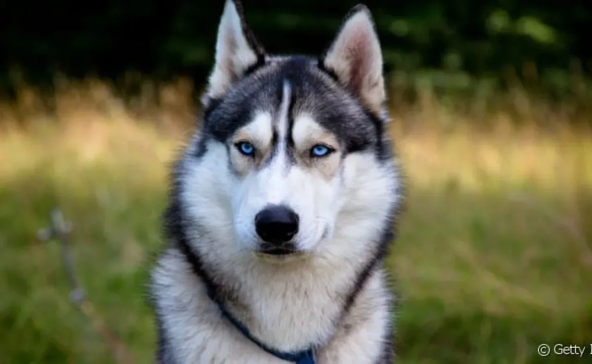 Husky Siberiano: doenças autoimunes são comuns na raça
